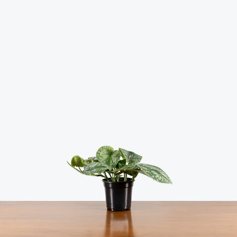 Scindapsus Pictus Exotica - Silver Pothos