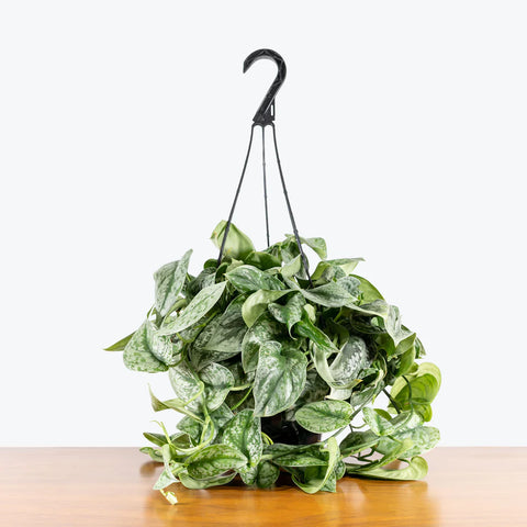 Scindapsus Pictus Exotica - Silver Pothos