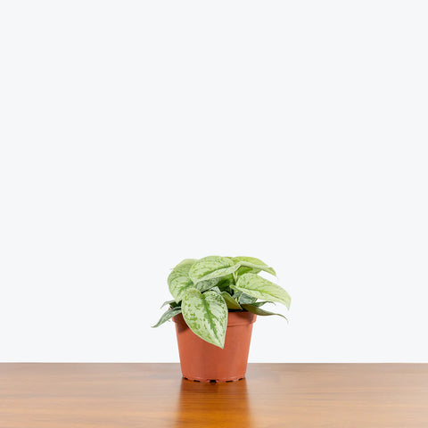 Scindapsus Pictus Exotica - Silver Pothos