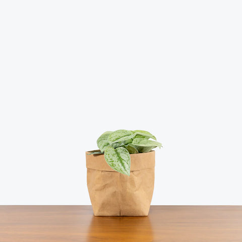 Scindapsus Pictus Exotica - Silver Pothos
