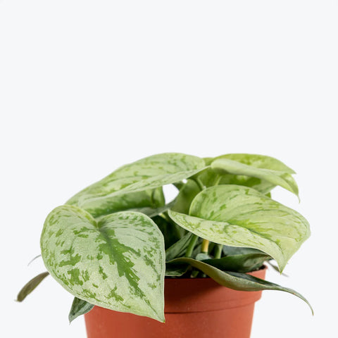 Scindapsus Pictus Exotica - Silver Pothos
