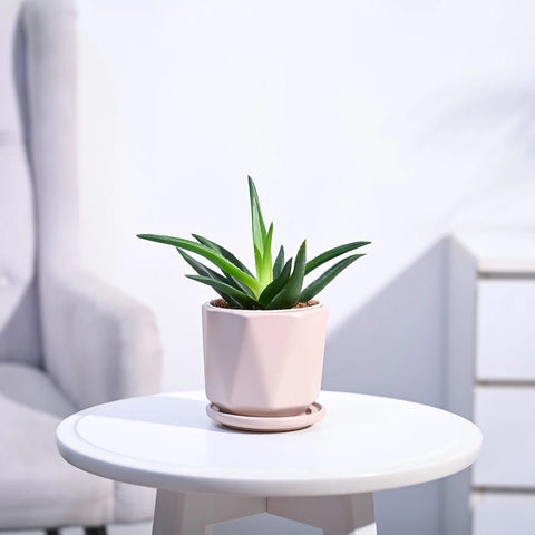 Aloe Vera Green Mini