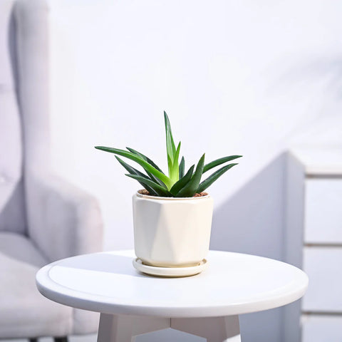 Aloe Vera Green Mini