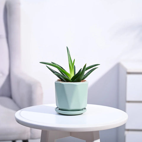 Aloe Vera Green Mini