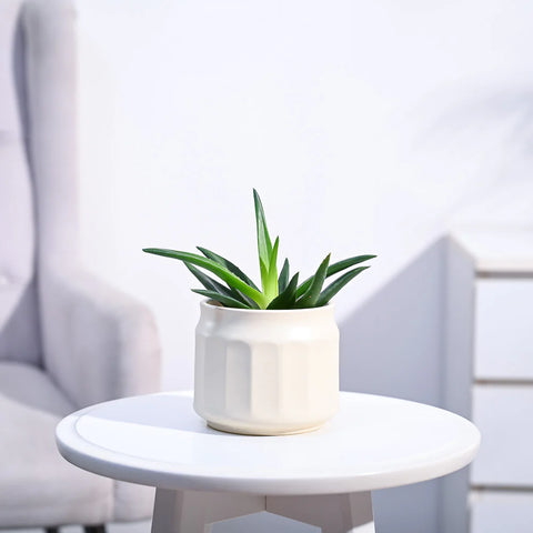 Aloe Vera Green Mini