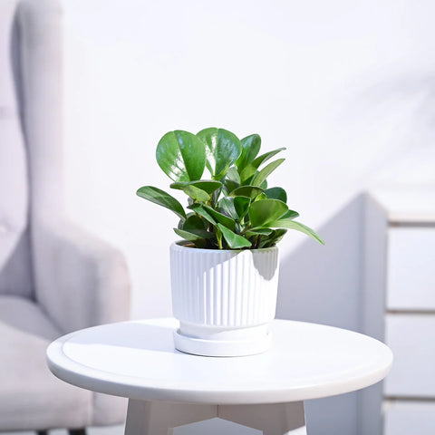 Peperomia Obtusifolia