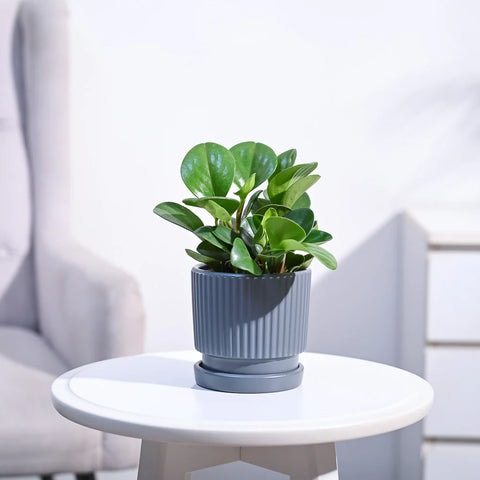 Peperomia Obtusifolia