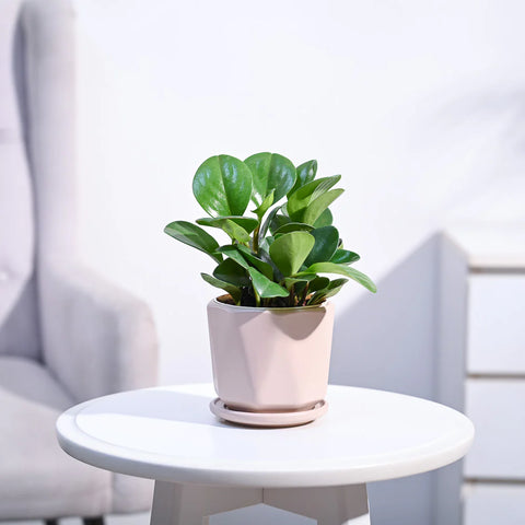 Peperomia Obtusifolia
