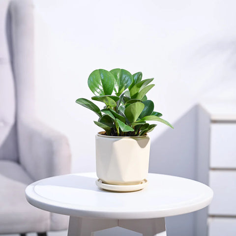 Peperomia Obtusifolia