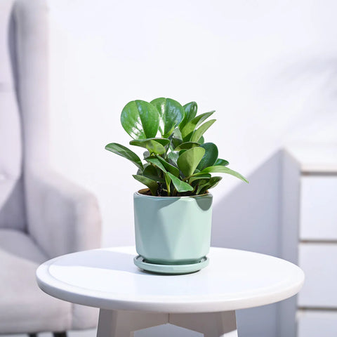 Peperomia Obtusifolia