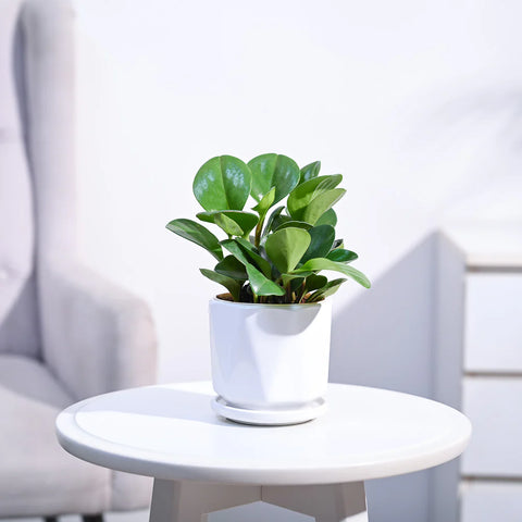 Peperomia Obtusifolia