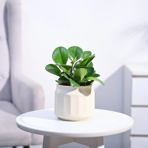 Peperomia Obtusifolia