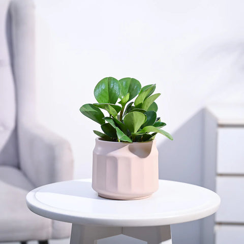 Peperomia Obtusifolia