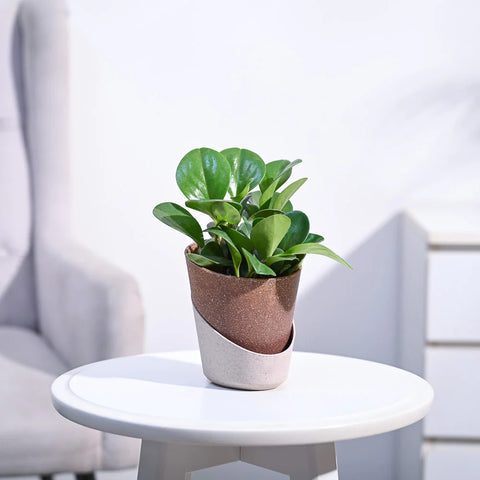 Peperomia Obtusifolia