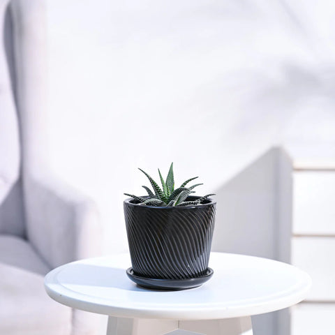 Haworthia Fasciata