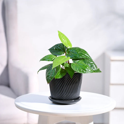 Betel Leaf