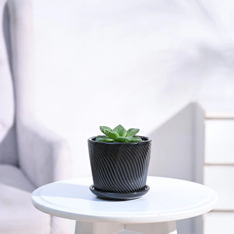 Haworthia Cymbiformis