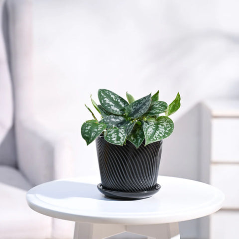 Money Plant Satin - Scindapsus Pictus Argyraeus