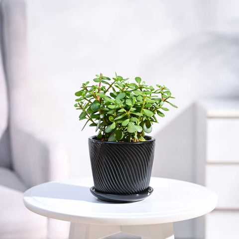 Jade Mini
