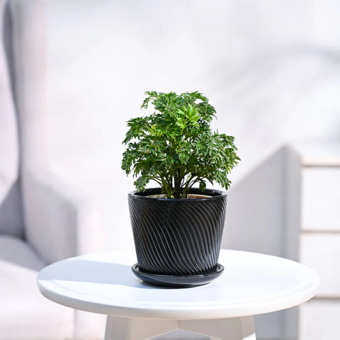 Aralia Golden