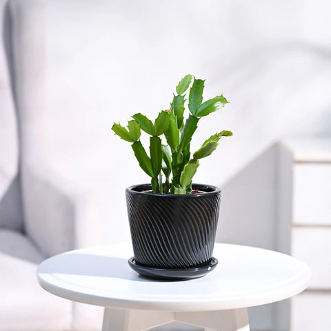 Christmas Cactus