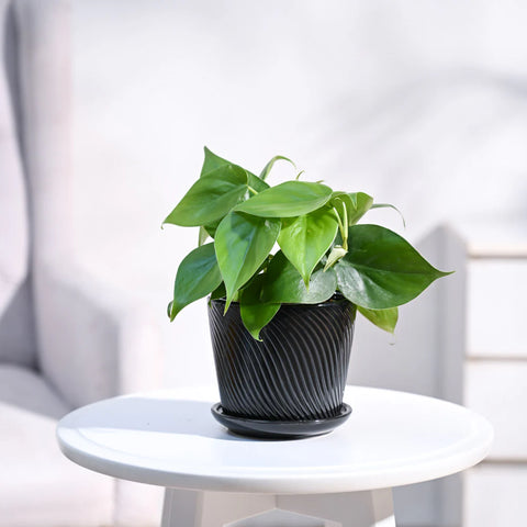 Philodendron Oxycardium Green