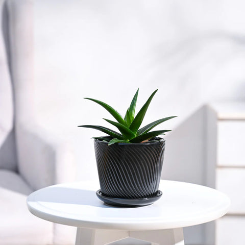 Aloe Vera Green Mini