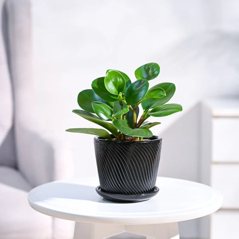 Peperomia Obtusifolia