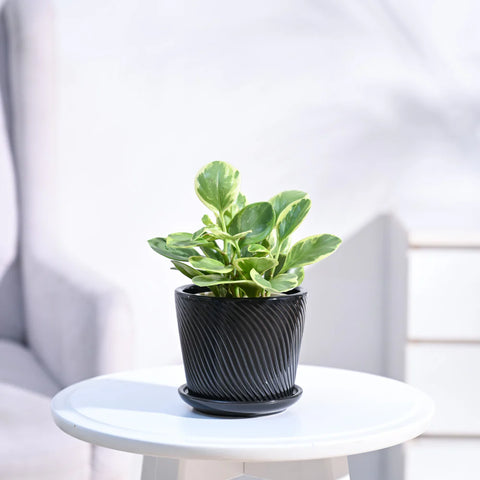 Peperomia Obtusifolia Variegated
