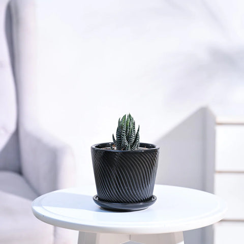 Haworthia Coarctata