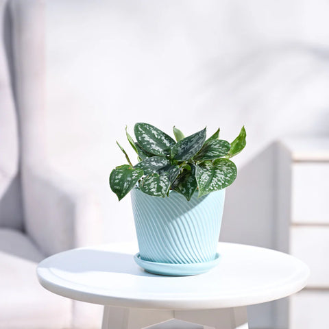 Money Plant Satin - Scindapsus Pictus Argyraeus