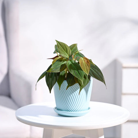 Philodendron Micans