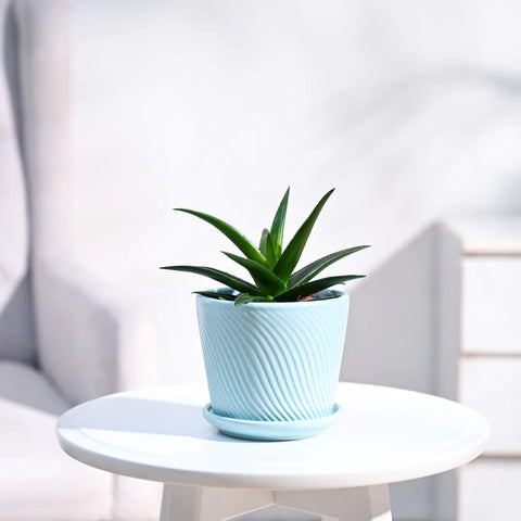 Aloe Vera Green Mini
