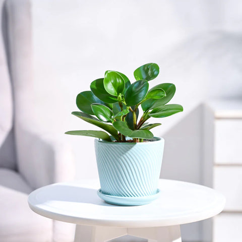 Peperomia Obtusifolia