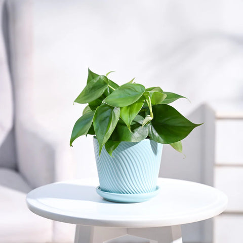 Philodendron Oxycardium Green