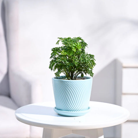 Aralia Golden
