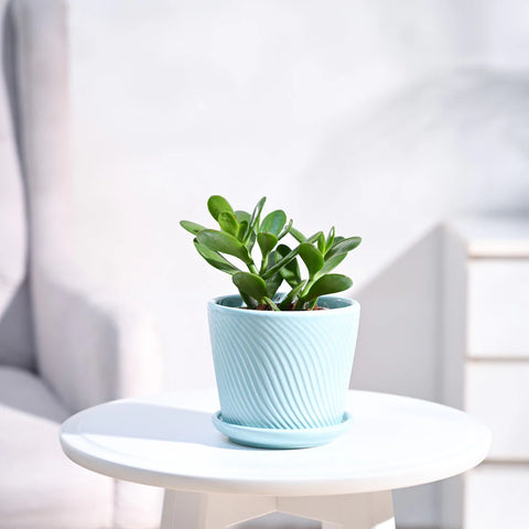 Crassula Ovata