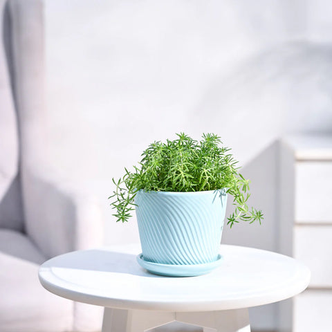 Golden Sedum