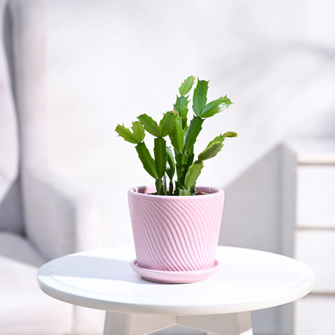 Christmas Cactus
