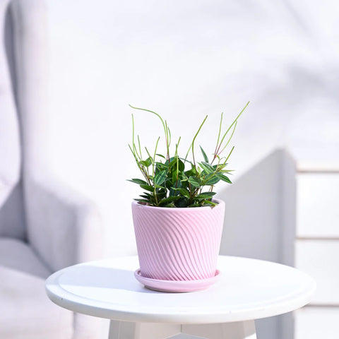 Peperomia Angulata