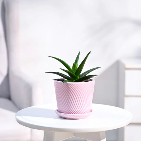 Aloe Vera Green Mini