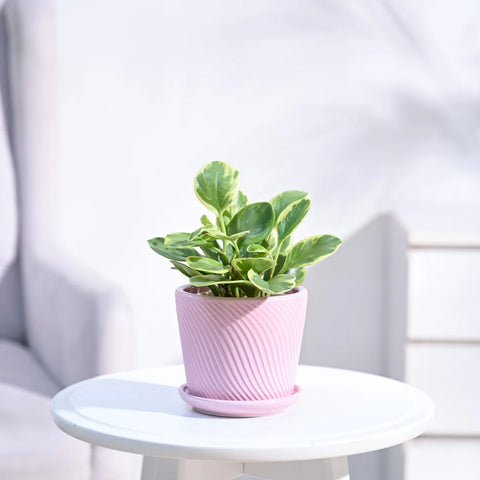Peperomia Obtusifolia Variegated