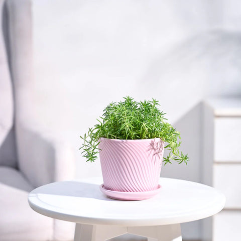 Golden Sedum