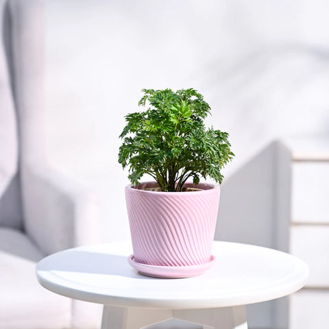 Aralia Golden