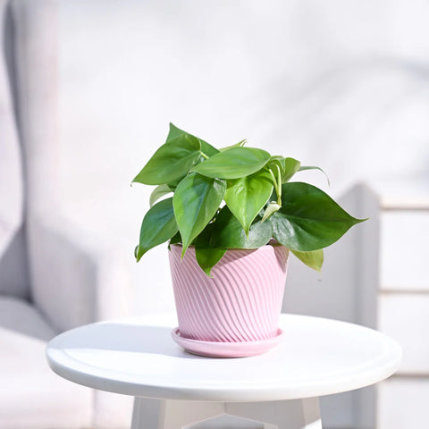 Philodendron Oxycardium Green