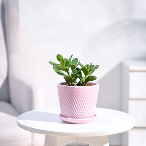 Crassula Ovata