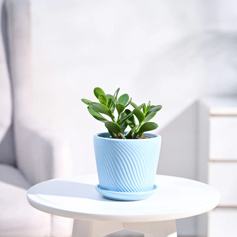 Crassula Ovata
