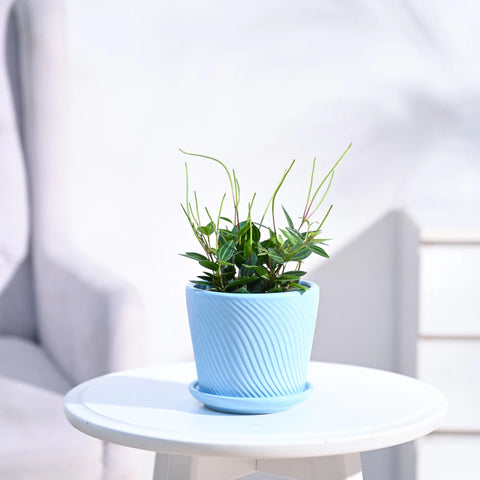 Peperomia Angulata