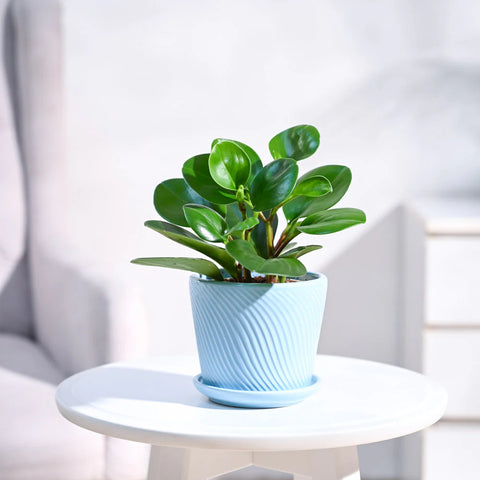 Peperomia Obtusifolia