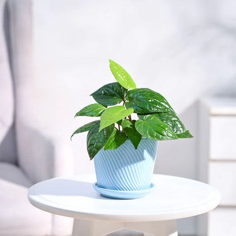 Betel Leaf